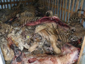 Tiger bodies in cold storage at Guilin Tiger & Bear Farm (c) Belinda Wright