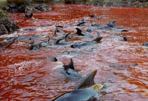 Pilot whales as they butchers are they're driven to shore (c) EIA