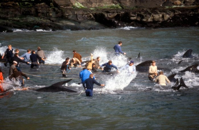 Whaling in the Faroe Islands in 1986 (c) EIA