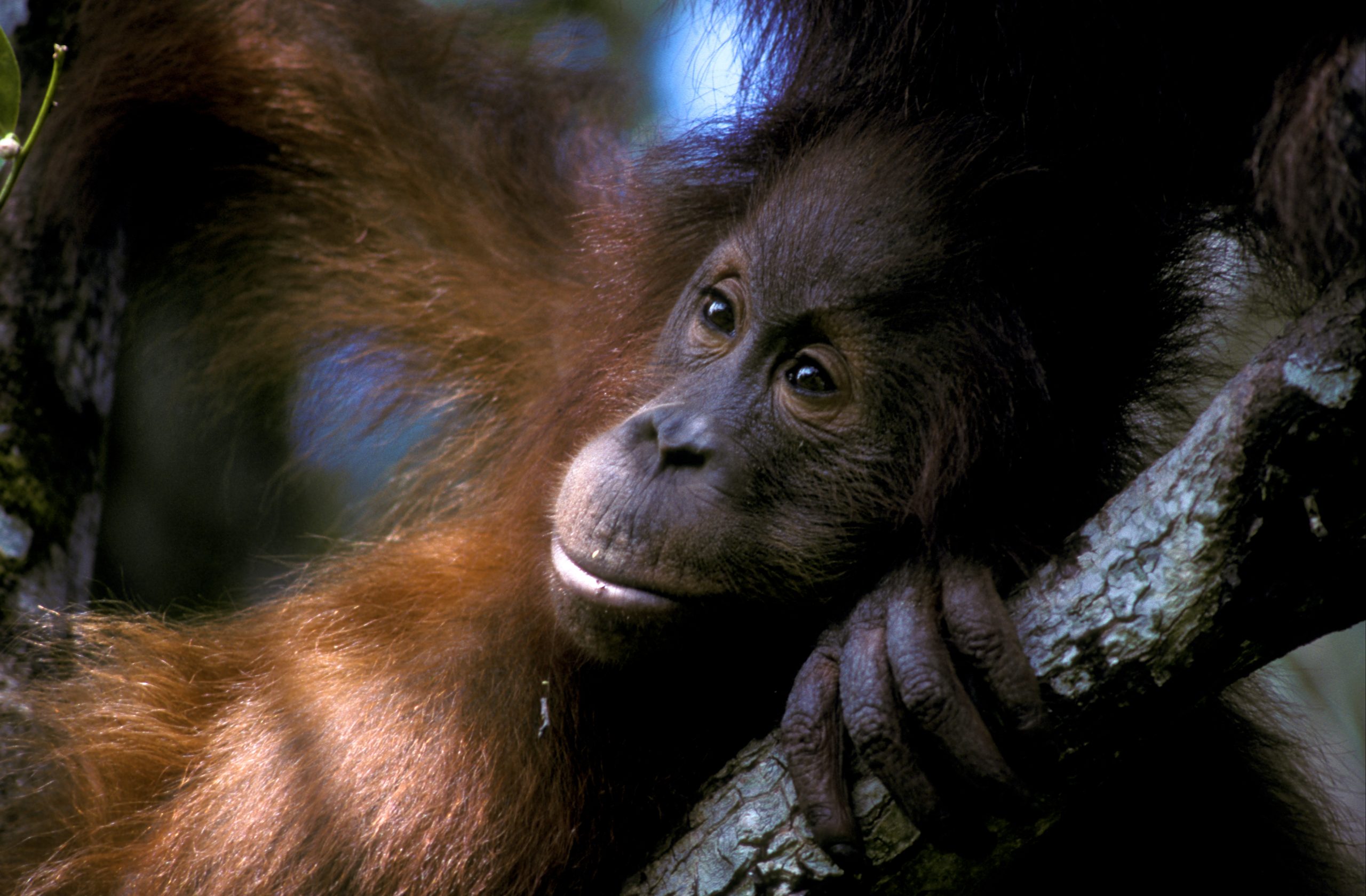 Indonesia Tanjung Puting Orangutan