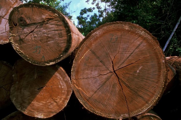 Illegally logged timber in Tanjung Puting National Park in 1999 (c) EIA 