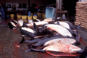 Dall's porpoises awaiting processing in Iwate, Japan, in March 1999 (c) EIA