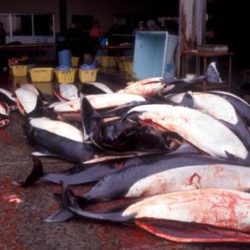 Dead Porpoises in fish factory