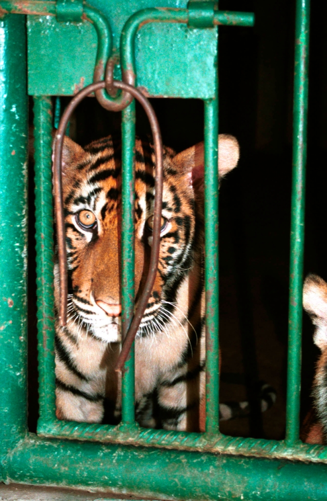 Tiger in a cage in a tiger farm