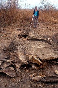 Investigator as the scene of a poached elephant in Tanzania (c) EIA