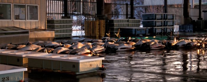 Dall's Porpoise catch in Otsuchi Japan. Copyright EIA.