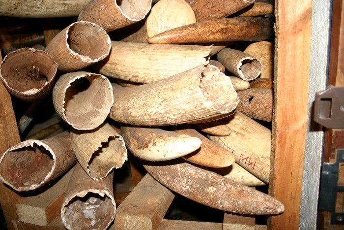 Example of Ivory Stockpile.