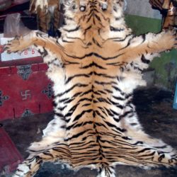 Whole fresh tiger skin offered for sale