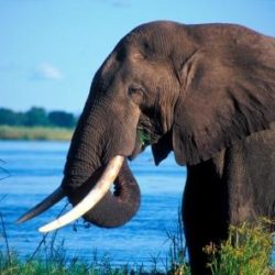 An African elephant with a lake on the background