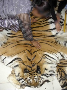 Whole tiger skin offered to EIA undercover investigators (c) EIA