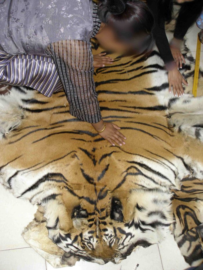 Tiger skin offered to EIA.