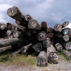 A pile of cataloged tree trunks