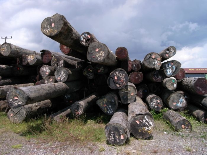 A pile of cataloged tree trunks