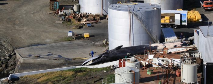 Fin Whale caught in Iceland. Credit EIA.