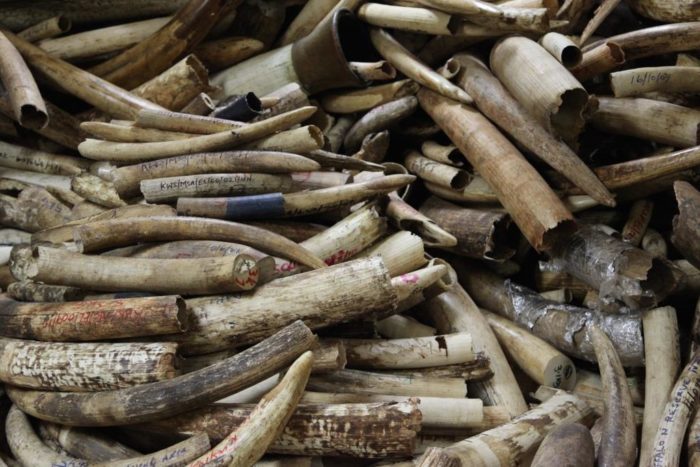 Wildlife Service ivory stockpile in storage room, Kenya