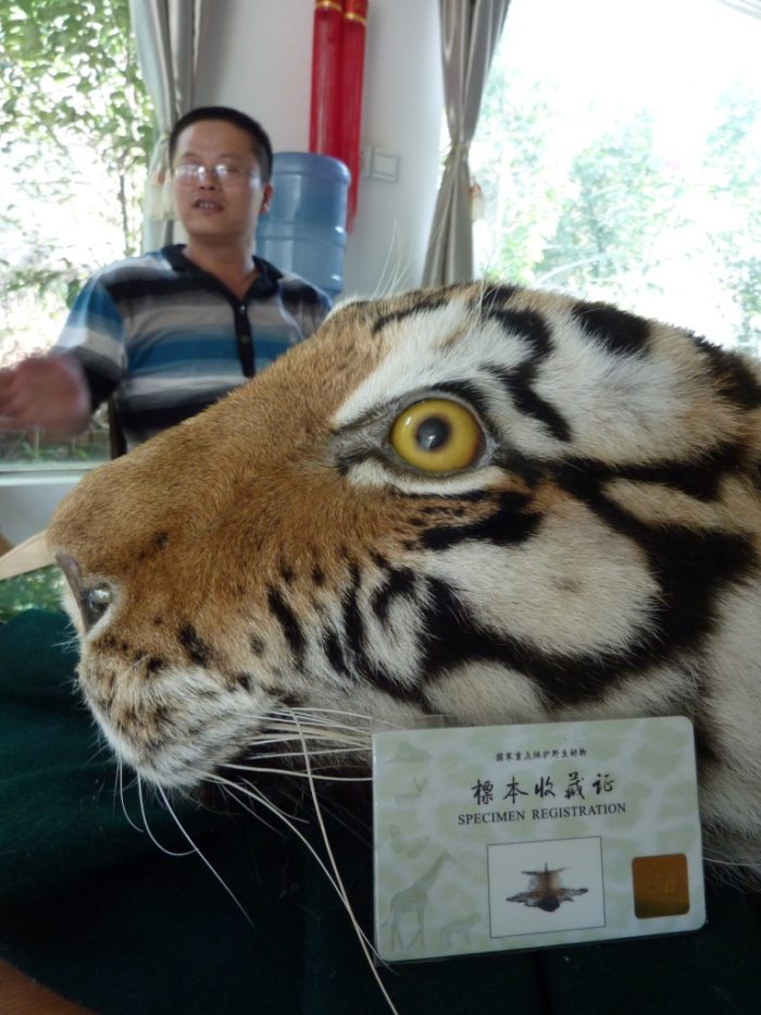 Tiger skin with official permit at Xia Feng (c) EIA