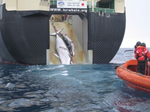 A whale and calf being loaded aboard a factory ship, the Nisshin Maru (c) Customs and Border Protection Service, Commonwealth of Australia