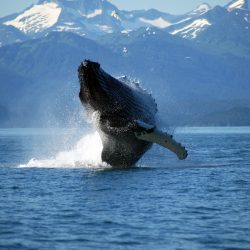 Adult Humpback Whale Breaching