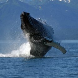 Adult Humpback Whale breaching