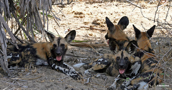 African wild dogs, aka painted dogs, resting in the shade - a third of their global population is in the Selous