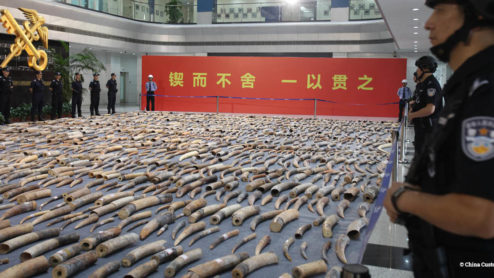 Display of ivory seized in China by customs officers