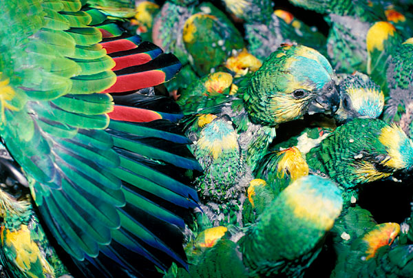 Argentina_Blue_Fronted_Parrots_crammed_Crate_Dave_Currey_EIA