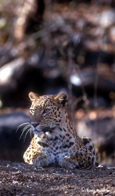 Asian leopard.