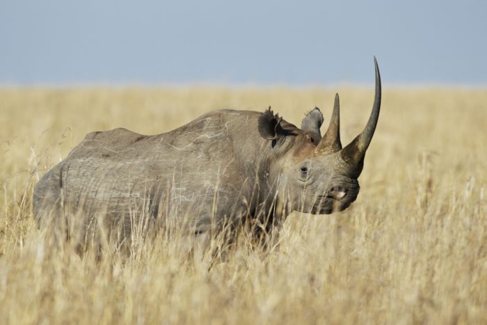 Black Rhinoceros (Diceros bicornis) wandering through savannah grasslands, Masai Mara, Kenya