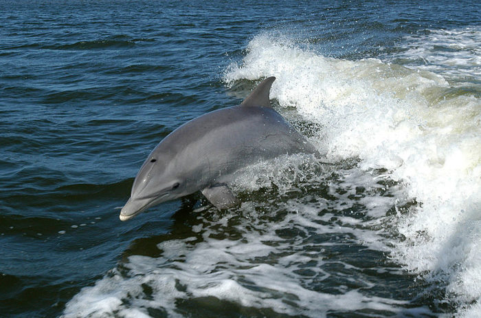 Bottlenose dolphin, by NASA