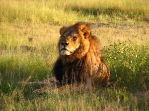 Cecil the lion, Zimbabwe, 2010, by Daughter#3