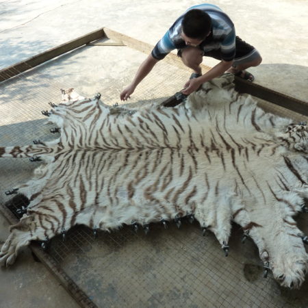 https://staging.eia.web7.fatbeehive.com/wp-content/uploads/China_Chaohu_tiger-skin-being-processed-at-Xiafeng-taxidermy_copyright-EIA.jpg
