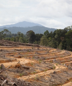 Deforestation for oil palm plantation in Kalteng, Indonesia, in September 2013 (c) EIA