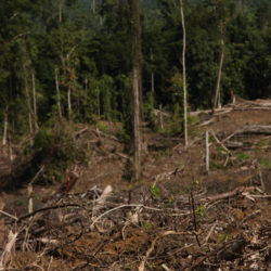 Deforestation for palm oil in Papua