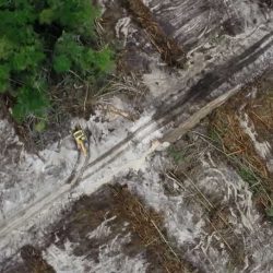 Deforestation from above