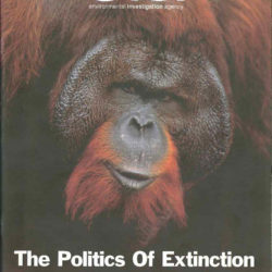 Front cover of our report entitled The Politics of Extinction: The Orangutan Crisis The Destruction of Indonesia's Forests
