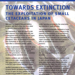 Front cover of our report entitled Towards Extinction - The Exploitation of Small Cetaceans in Japan
