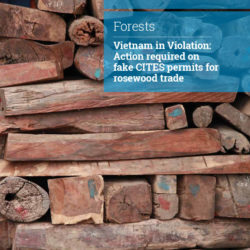 Front cover of our report entitled Vietnam in Violation: Action required on fake CITES permits for rosewood trade