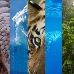 EIA banner with small rectangular pictures of a forest, a whale, a pangolin, ice blocks, a tiger and an elephant
