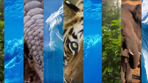 EIA banner with small rectangular pictures of a forest, a whale, a pangolin, ice blocks, a tiger and an elephant