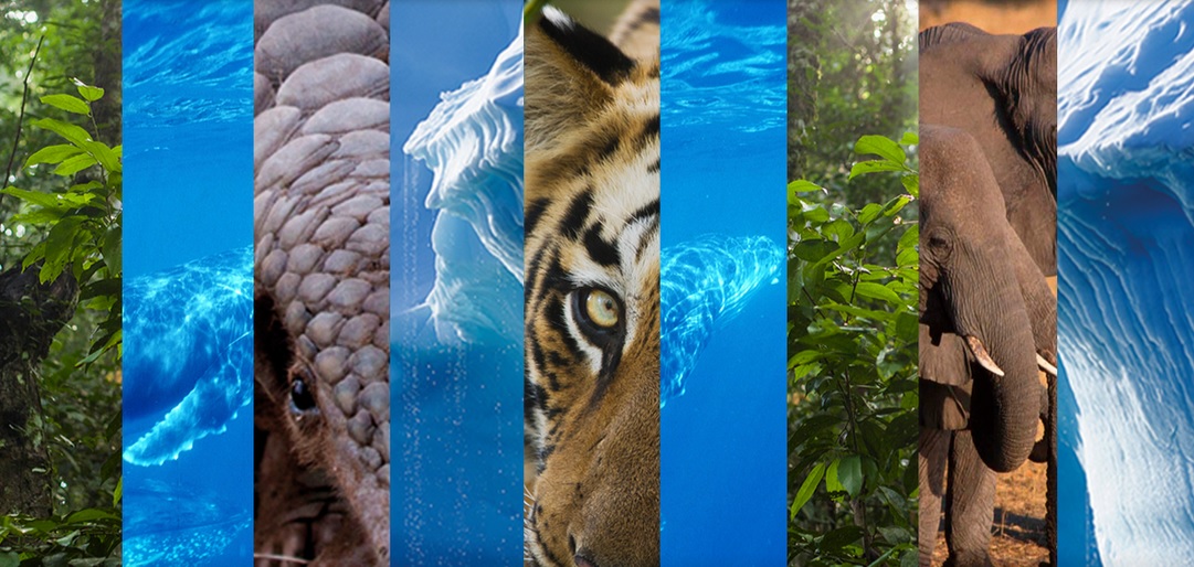 EIA banner with small rectangular pictures of a forest, a whale, a pangolin, ice blocks, a tiger and an elephant