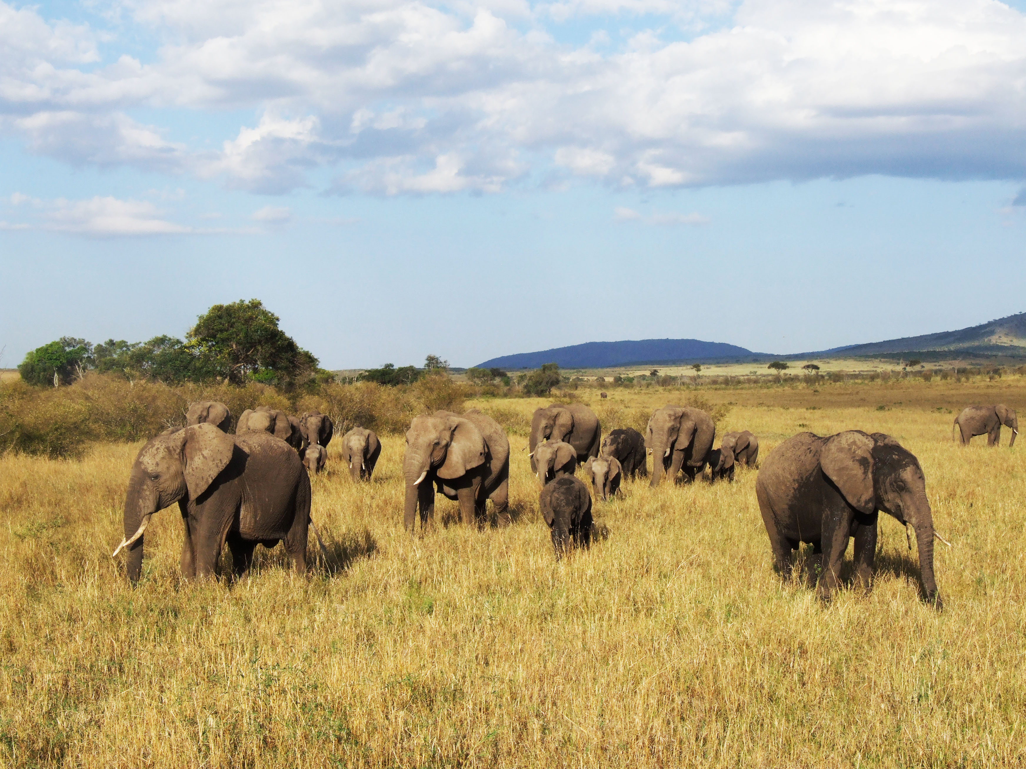 Elephant, Savannah Elephant, Wild Elephant live, Kenya, 2010 (c) EIA image (Luke Pickering)