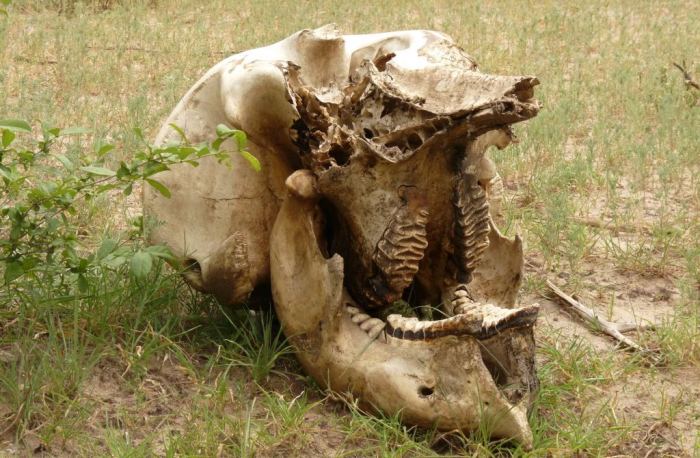 Elephant skull in the Selous (c) EIA