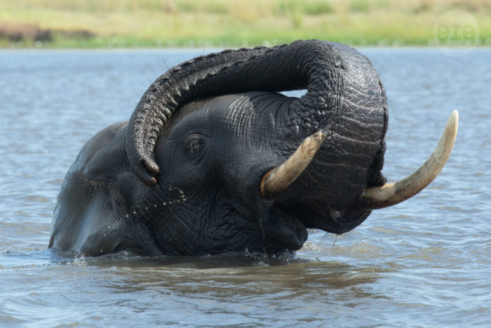 Elephant, Chobe, Botswana, March 2015