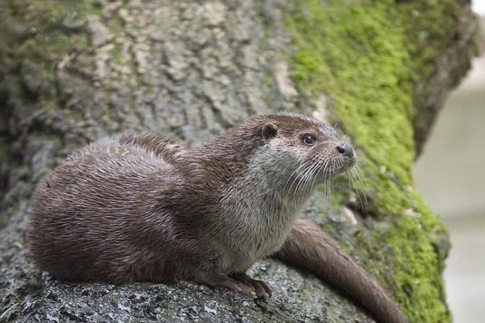 European otter, by Bernard Landgraf