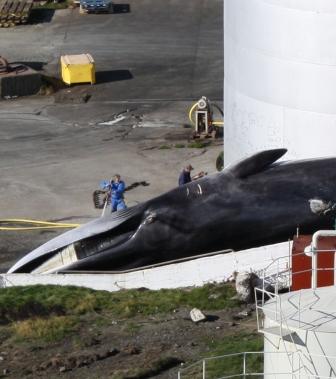 Fin whale being landed at Hvalfjordur whaling station, Iceland (c) EIA