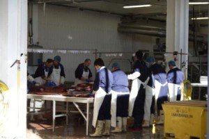 Fin whale meat being processed in Iceland (c) EIA