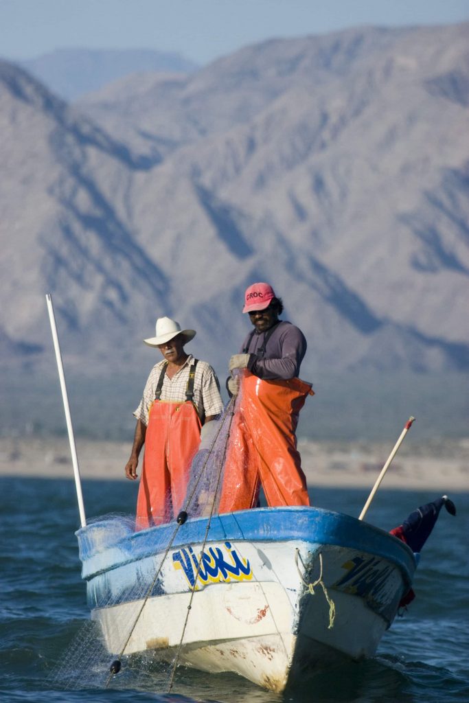 Gillnets used by fishermen to catch shrimp, are the primary cause of Vaquita mortality.