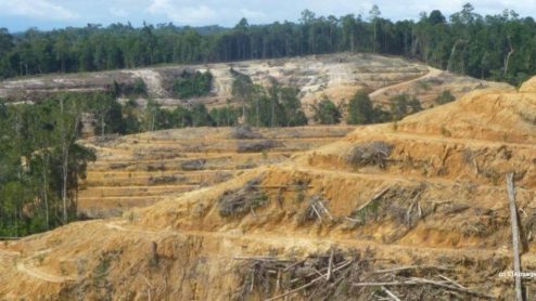 Forest land cleared for palm oil, Indonesia