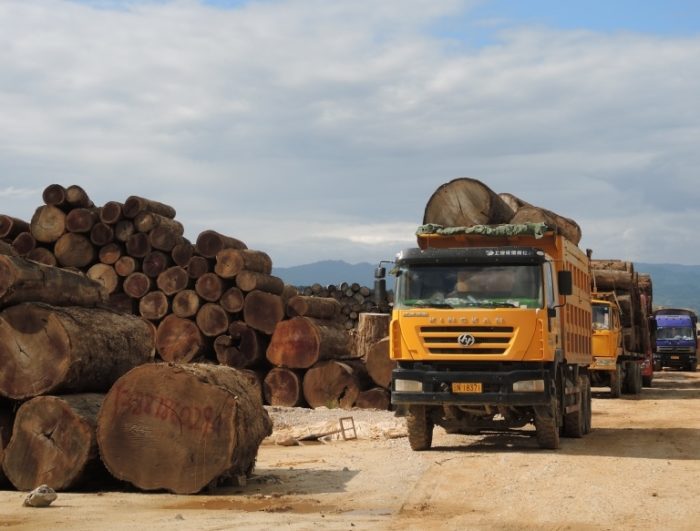 Fresh teak logs, Nongdao, Myanmar, June 2015