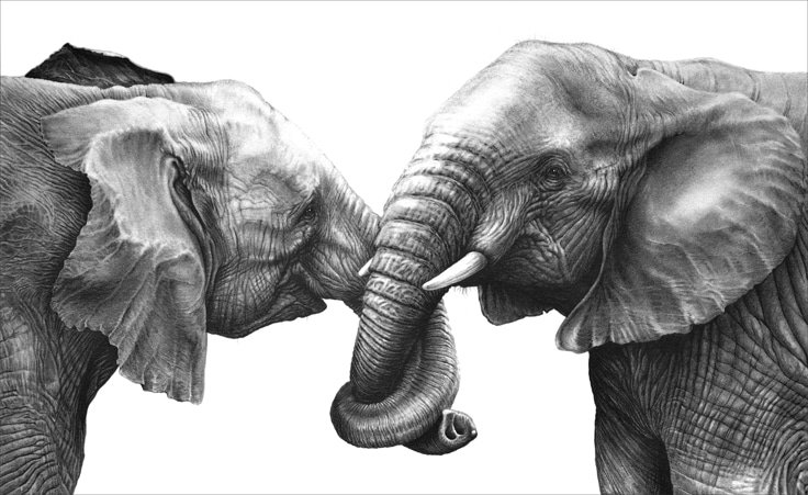 A pencil drawing of two African elephants by wildlife artist Gary Hodges